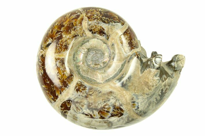 Polished, Sutured Ammonite (Eotetragonites?) Fossil - Madagascar #287601